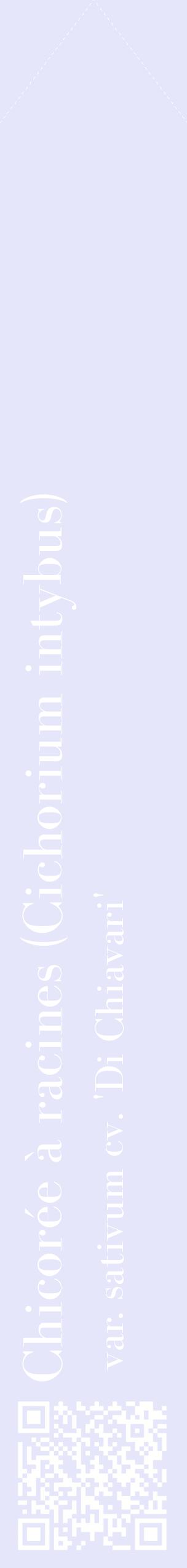 Étiquette de : Cichorium intybus var. sativum cv. 'Di Chiavari' - format c - style blanche55_simplebod avec qrcode et comestibilité