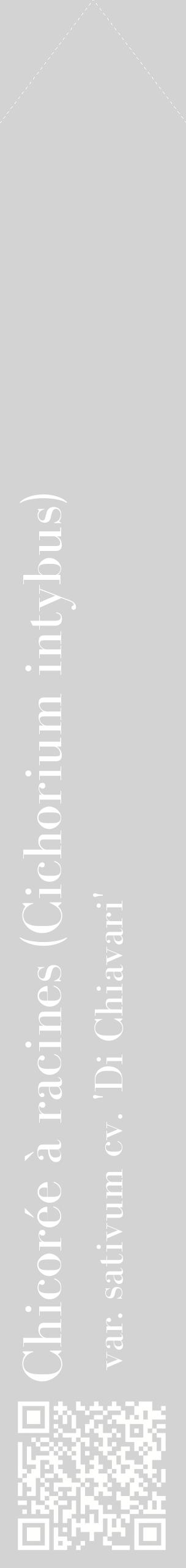 Étiquette de : Cichorium intybus var. sativum cv. 'Di Chiavari' - format c - style blanche56_simplebod avec qrcode et comestibilité