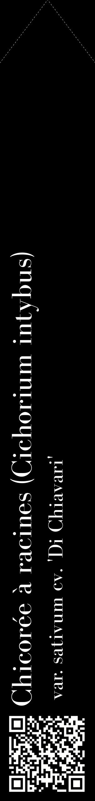 Étiquette de : Cichorium intybus var. sativum cv. 'Di Chiavari' - format c - style blanche59_simplebod avec qrcode et comestibilité