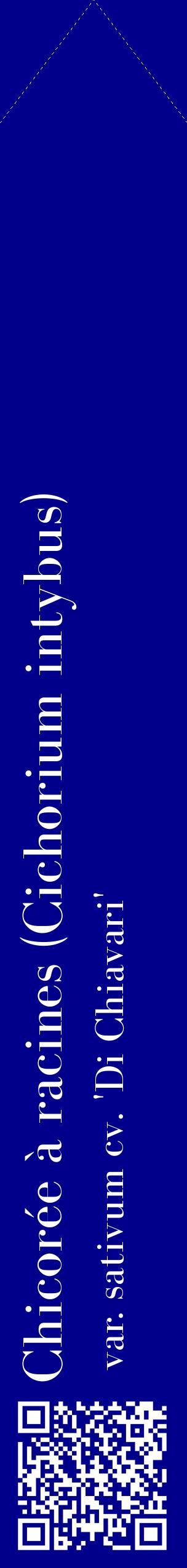 Étiquette de : Cichorium intybus var. sativum cv. 'Di Chiavari' - format c - style blanche7_simplebod avec qrcode et comestibilité