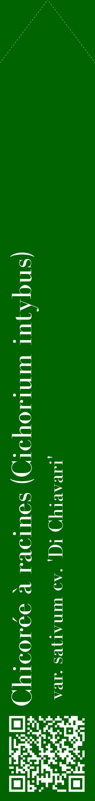 Étiquette de : Cichorium intybus var. sativum cv. 'Di Chiavari' - format c - style blanche8_simplebod avec qrcode et comestibilité