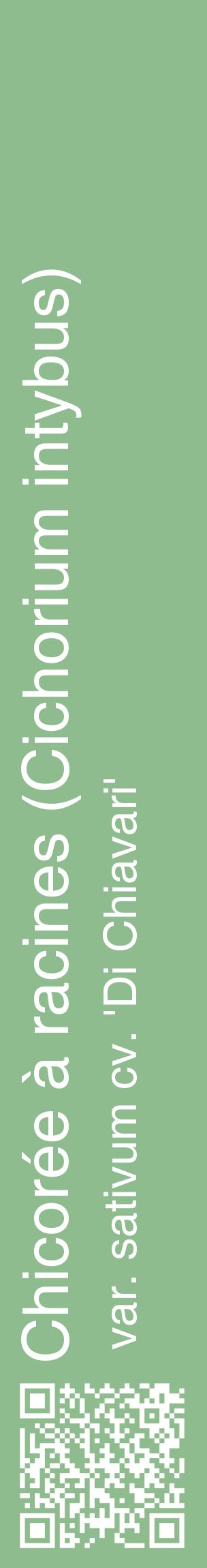 Étiquette de : Cichorium intybus var. sativum cv. 'Di Chiavari' - format c - style blanche13_basiquehel avec qrcode et comestibilité