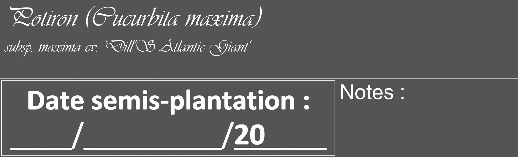 Étiquette de : Cucurbita maxima subsp. maxima cv. 'Dill'S Atlantic Giant' - format c - style blanche30_basique_basiqueviv avec comestibilité