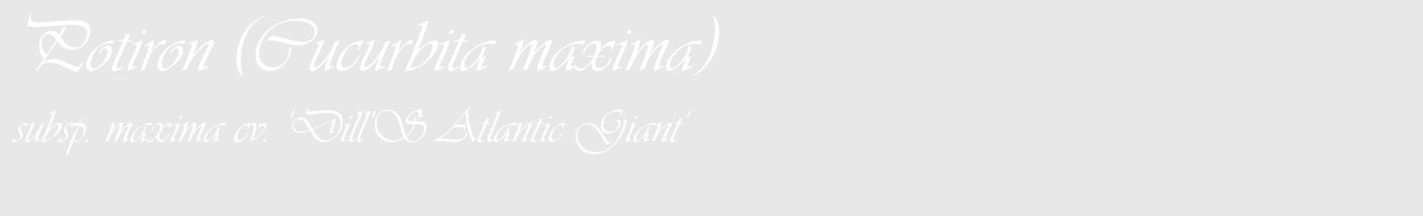 Étiquette de : Cucurbita maxima subsp. maxima cv. 'Dill'S Atlantic Giant' - format c - style blanche55_basique_basiqueviv avec comestibilité