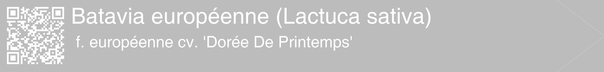 Étiquette de : Lactuca sativa f. européenne cv. 'Dorée De Printemps' - format c - style blanche1_simple_simplehel avec qrcode et comestibilité