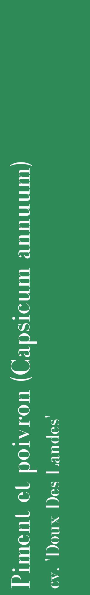 Étiquette de : Capsicum annuum cv. 'Doux Des Landes' - format c - style blanche11_basiquebod avec comestibilité