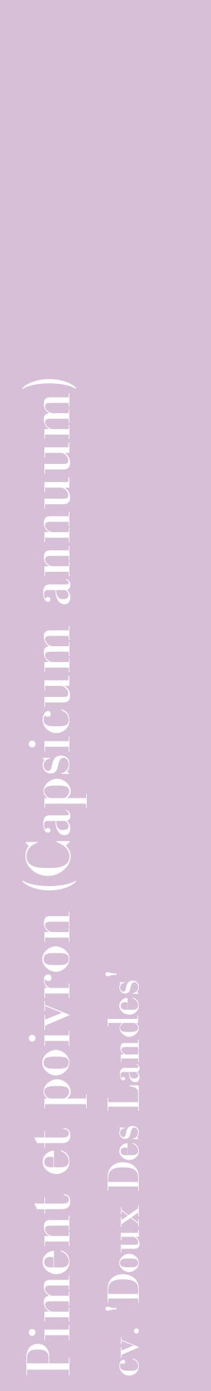 Étiquette de : Capsicum annuum cv. 'Doux Des Landes' - format c - style blanche54_basiquebod avec comestibilité