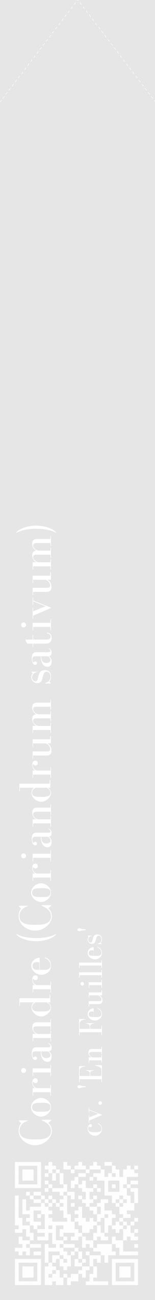 Étiquette de : Coriandrum sativum cv. 'En Feuilles' - format c - style blanche18_simple_simplebod avec qrcode et comestibilité - position verticale