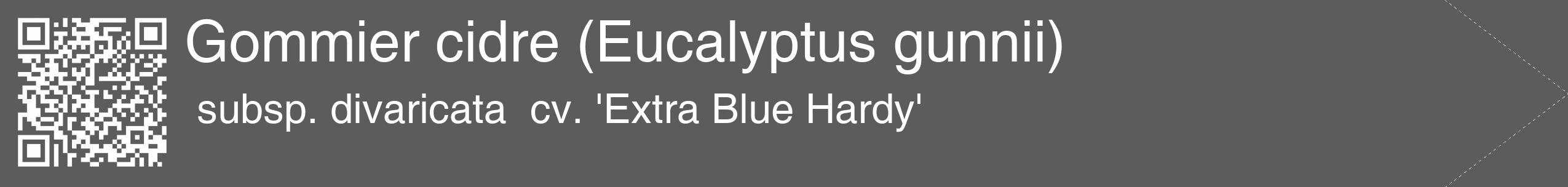 Étiquette de : Eucalyptus gunnii subsp. divaricata  cv. 'Extra Blue Hardy' - format c - style blanche49_simple_simplehel avec qrcode et comestibilité