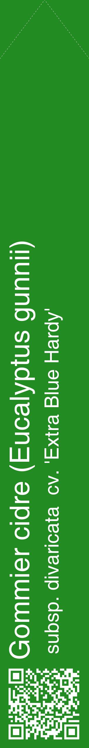 Étiquette de : Eucalyptus gunnii subsp. divaricata  cv. 'Extra Blue Hardy' - format c - style blanche10_simplehel avec qrcode et comestibilité