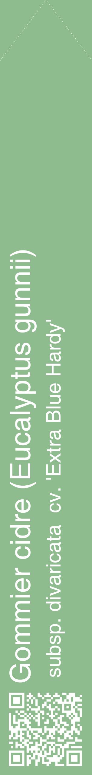 Étiquette de : Eucalyptus gunnii subsp. divaricata  cv. 'Extra Blue Hardy' - format c - style blanche13_simplehel avec qrcode et comestibilité