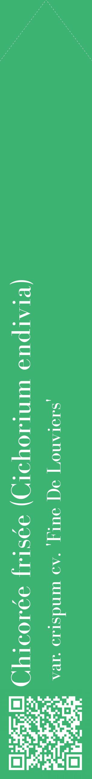 Étiquette de : Cichorium endivia var. crispum cv. 'Fine De Louviers' - format c - style blanche12_simplebod avec qrcode et comestibilité