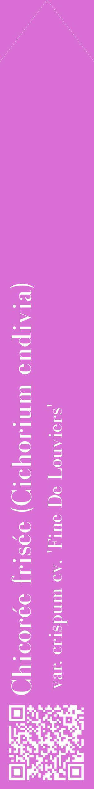 Étiquette de : Cichorium endivia var. crispum cv. 'Fine De Louviers' - format c - style blanche52_simplebod avec qrcode et comestibilité