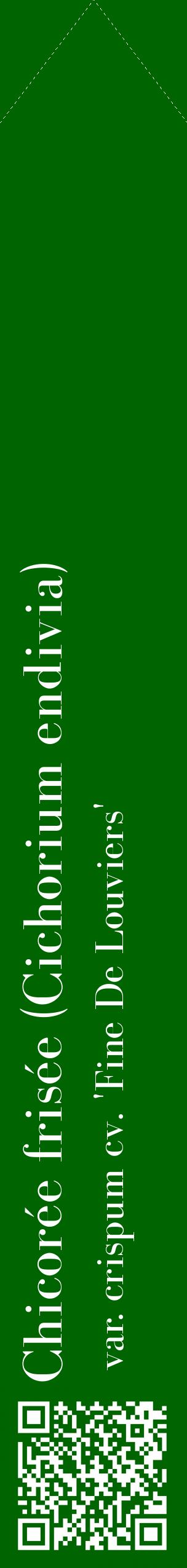Étiquette de : Cichorium endivia var. crispum cv. 'Fine De Louviers' - format c - style blanche8_simplebod avec qrcode et comestibilité