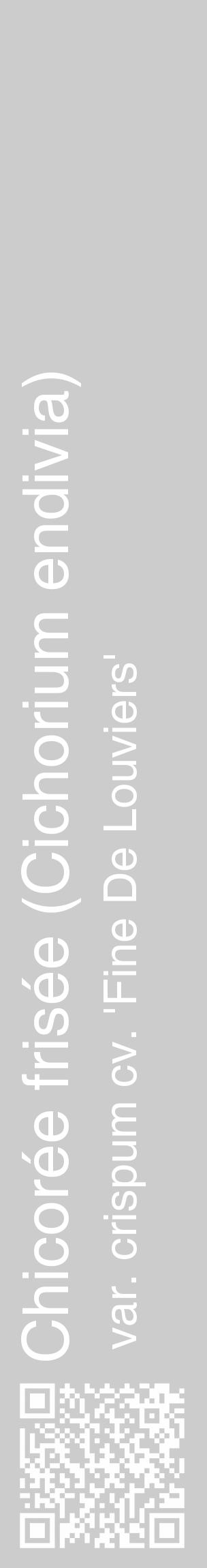 Étiquette de : Cichorium endivia var. crispum cv. 'Fine De Louviers' - format c - style blanche0_basique_basiquehel avec qrcode et comestibilité - position verticale