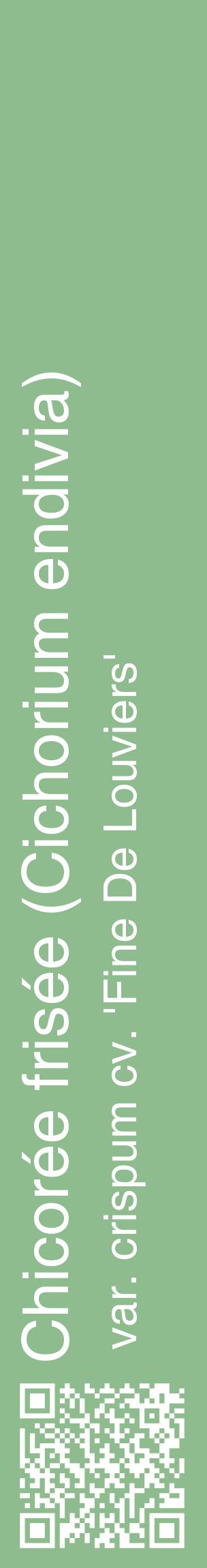 Étiquette de : Cichorium endivia var. crispum cv. 'Fine De Louviers' - format c - style blanche13_basiquehel avec qrcode et comestibilité