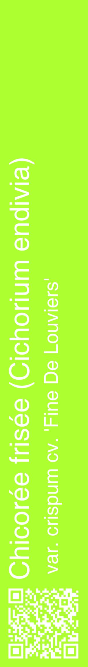 Étiquette de : Cichorium endivia var. crispum cv. 'Fine De Louviers' - format c - style blanche17_basiquehel avec qrcode et comestibilité