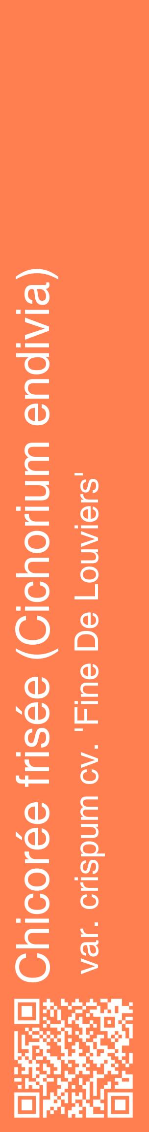 Étiquette de : Cichorium endivia var. crispum cv. 'Fine De Louviers' - format c - style blanche24_basiquehel avec qrcode et comestibilité