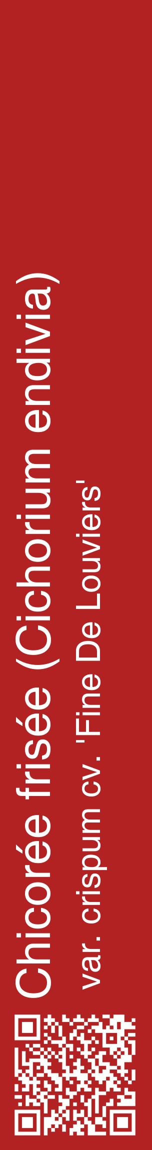 Étiquette de : Cichorium endivia var. crispum cv. 'Fine De Louviers' - format c - style blanche28_basiquehel avec qrcode et comestibilité