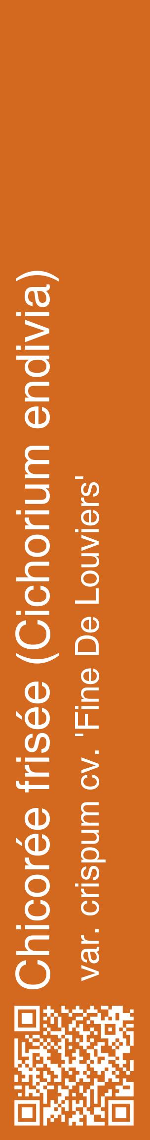 Étiquette de : Cichorium endivia var. crispum cv. 'Fine De Louviers' - format c - style blanche31_basiquehel avec qrcode et comestibilité