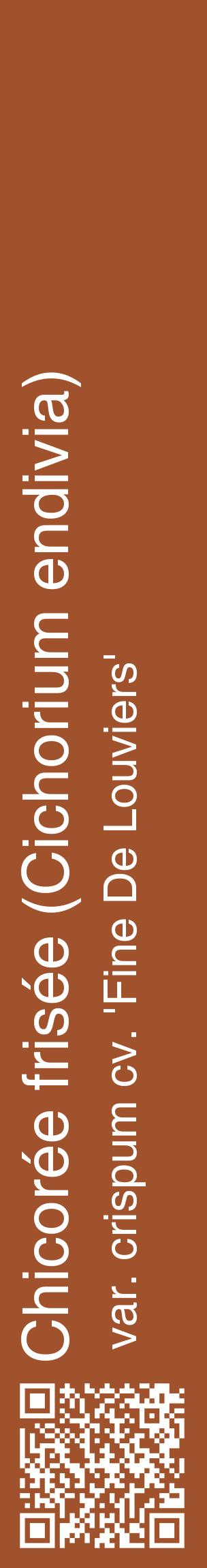 Étiquette de : Cichorium endivia var. crispum cv. 'Fine De Louviers' - format c - style blanche32_basiquehel avec qrcode et comestibilité