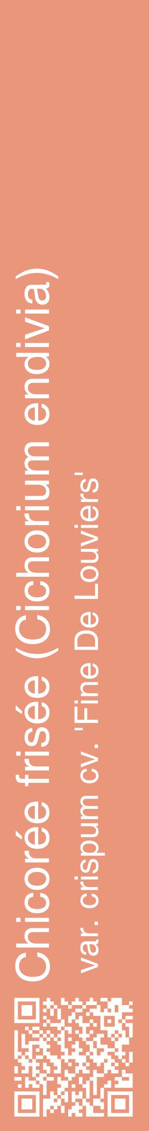 Étiquette de : Cichorium endivia var. crispum cv. 'Fine De Louviers' - format c - style blanche37_basiquehel avec qrcode et comestibilité