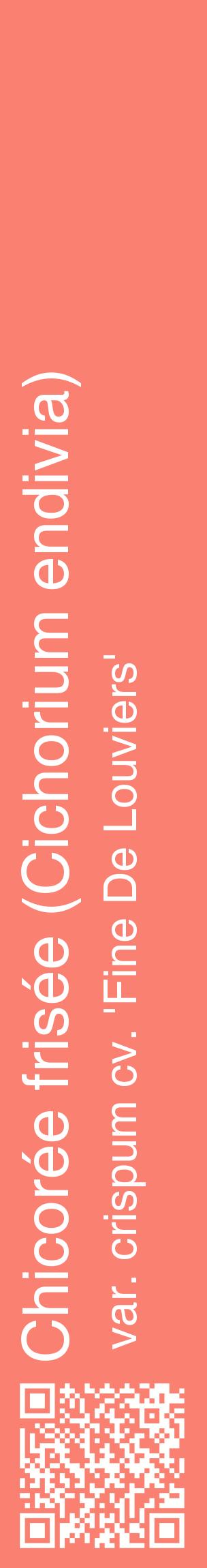 Étiquette de : Cichorium endivia var. crispum cv. 'Fine De Louviers' - format c - style blanche38_basiquehel avec qrcode et comestibilité