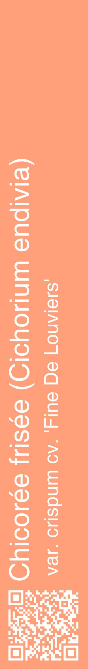 Étiquette de : Cichorium endivia var. crispum cv. 'Fine De Louviers' - format c - style blanche39_basiquehel avec qrcode et comestibilité