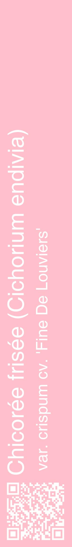 Étiquette de : Cichorium endivia var. crispum cv. 'Fine De Louviers' - format c - style blanche40_basiquehel avec qrcode et comestibilité