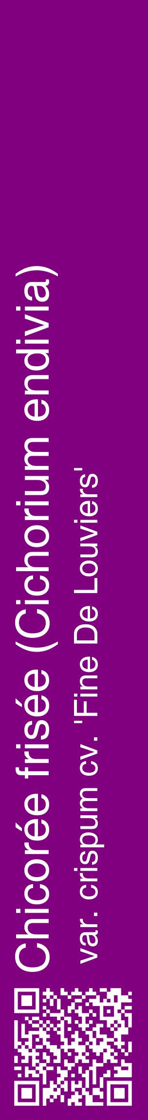 Étiquette de : Cichorium endivia var. crispum cv. 'Fine De Louviers' - format c - style blanche46_basiquehel avec qrcode et comestibilité