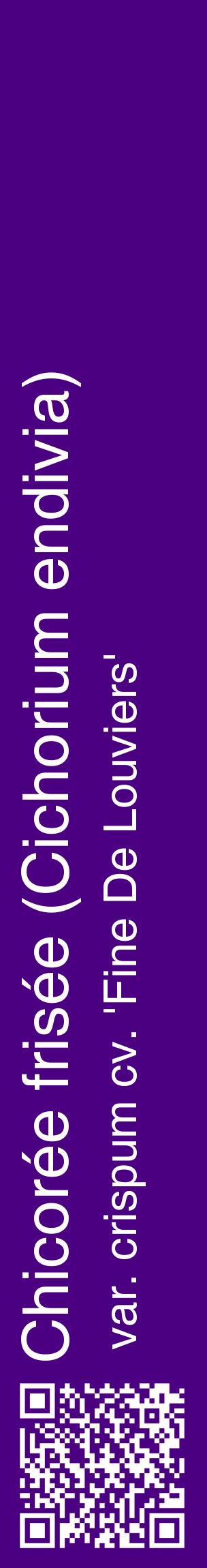 Étiquette de : Cichorium endivia var. crispum cv. 'Fine De Louviers' - format c - style blanche47_basiquehel avec qrcode et comestibilité