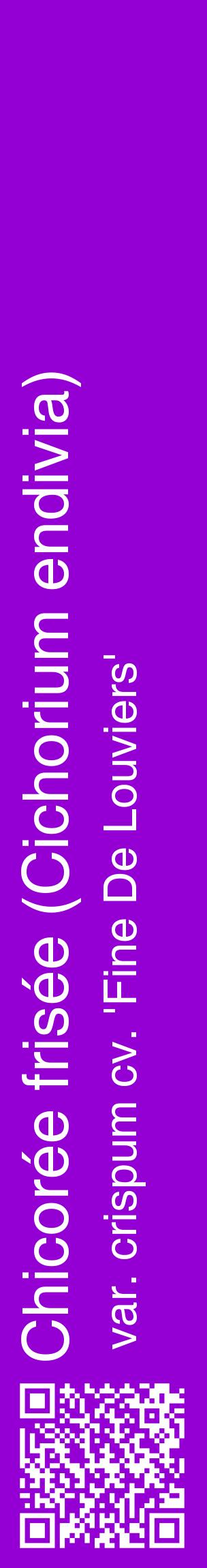 Étiquette de : Cichorium endivia var. crispum cv. 'Fine De Louviers' - format c - style blanche48_basiquehel avec qrcode et comestibilité
