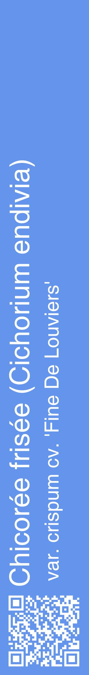 Étiquette de : Cichorium endivia var. crispum cv. 'Fine De Louviers' - format c - style blanche4_basiquehel avec qrcode et comestibilité