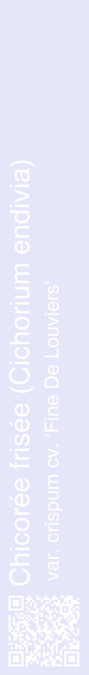 Étiquette de : Cichorium endivia var. crispum cv. 'Fine De Louviers' - format c - style blanche55_basiquehel avec qrcode et comestibilité
