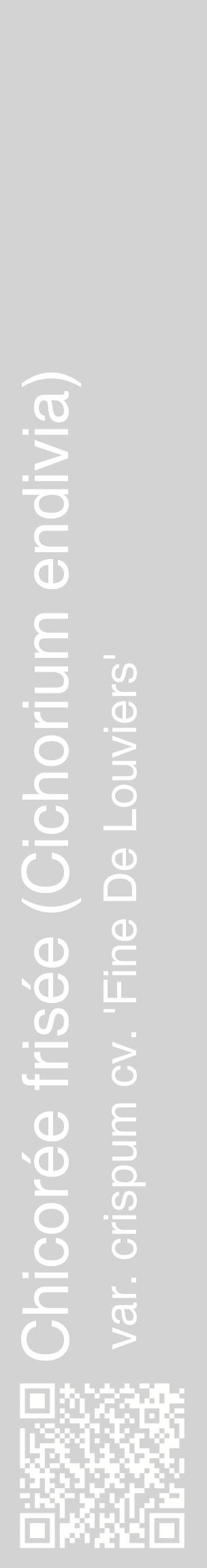 Étiquette de : Cichorium endivia var. crispum cv. 'Fine De Louviers' - format c - style blanche56_basiquehel avec qrcode et comestibilité