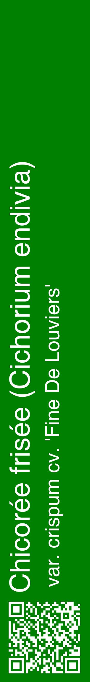 Étiquette de : Cichorium endivia var. crispum cv. 'Fine De Louviers' - format c - style blanche9_basiquehel avec qrcode et comestibilité