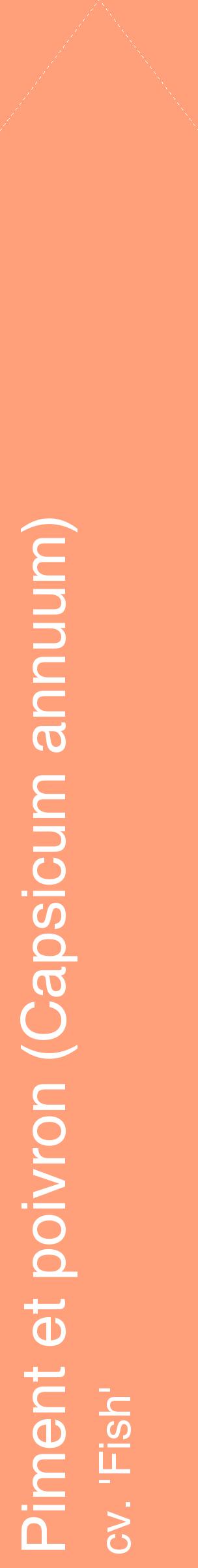 Étiquette de : Capsicum annuum cv. 'Fish' - format c - style blanche39_simplehel avec comestibilité