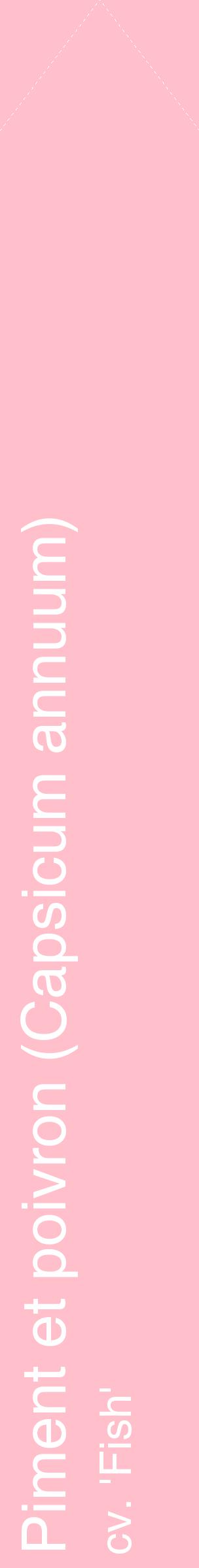 Étiquette de : Capsicum annuum cv. 'Fish' - format c - style blanche40_simplehel avec comestibilité