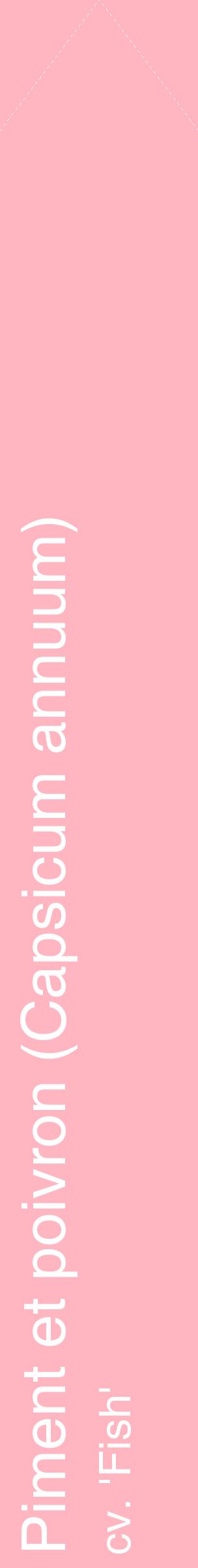 Étiquette de : Capsicum annuum cv. 'Fish' - format c - style blanche41_simplehel avec comestibilité