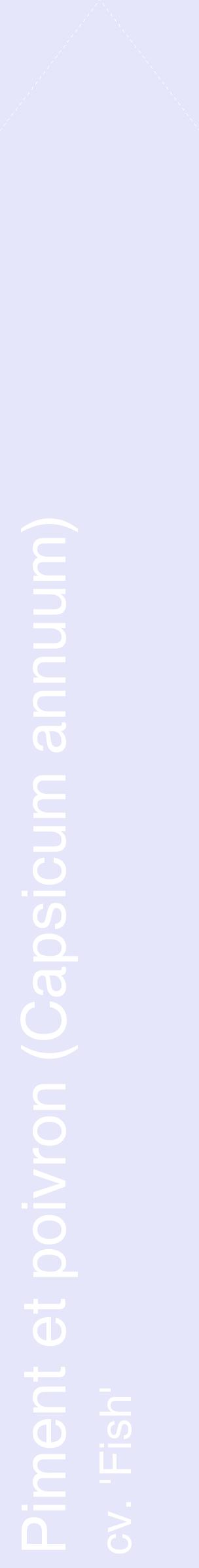Étiquette de : Capsicum annuum cv. 'Fish' - format c - style blanche55_simplehel avec comestibilité