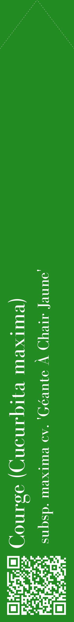 Étiquette de : Cucurbita maxima subsp. maxima cv. 'Géante À Chair Jaune' - format c - style blanche10_simplebod avec qrcode et comestibilité