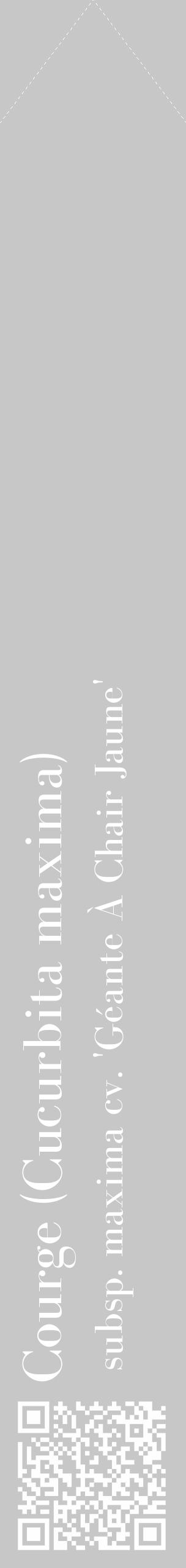Étiquette de : Cucurbita maxima subsp. maxima cv. 'Géante À Chair Jaune' - format c - style blanche15_simple_simplebod avec qrcode et comestibilité - position verticale