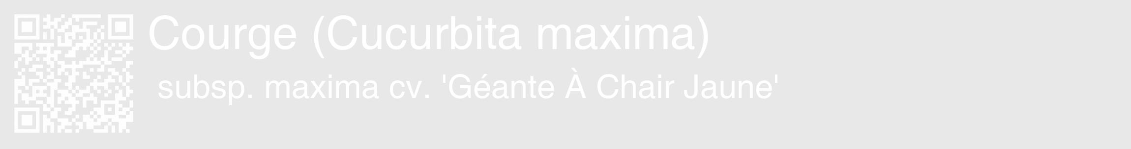 Étiquette de : Cucurbita maxima subsp. maxima cv. 'Géante À Chair Jaune' - format c - style blanche55_basique_basiquehel avec qrcode et comestibilité