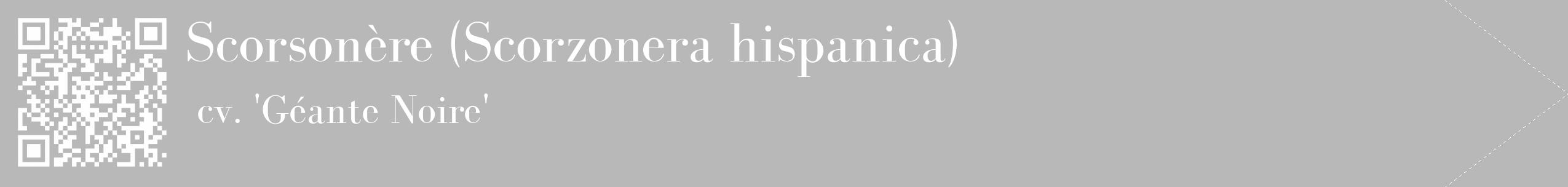 Étiquette de : Scorzonera hispanica cv. 'Géante Noire' - format c - style blanche39_simple_simplebod avec qrcode et comestibilité