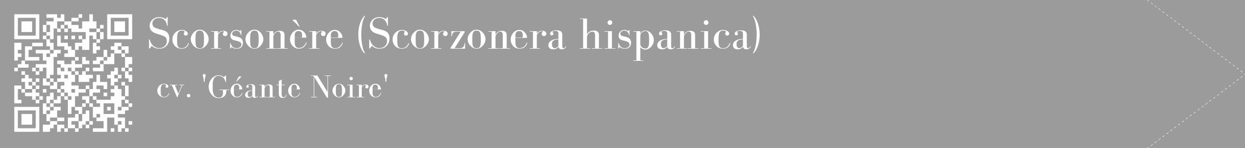Étiquette de : Scorzonera hispanica cv. 'Géante Noire' - format c - style blanche52_simple_simplebod avec qrcode et comestibilité