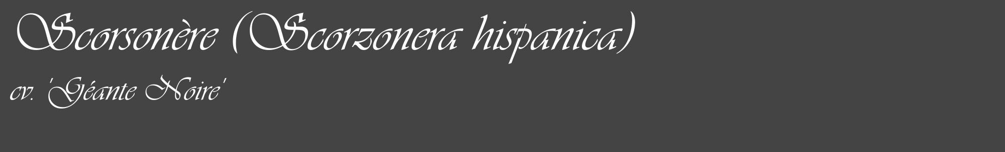 Étiquette de : Scorzonera hispanica cv. 'Géante Noire' - format c - style blanche48_basique_basiqueviv avec comestibilité