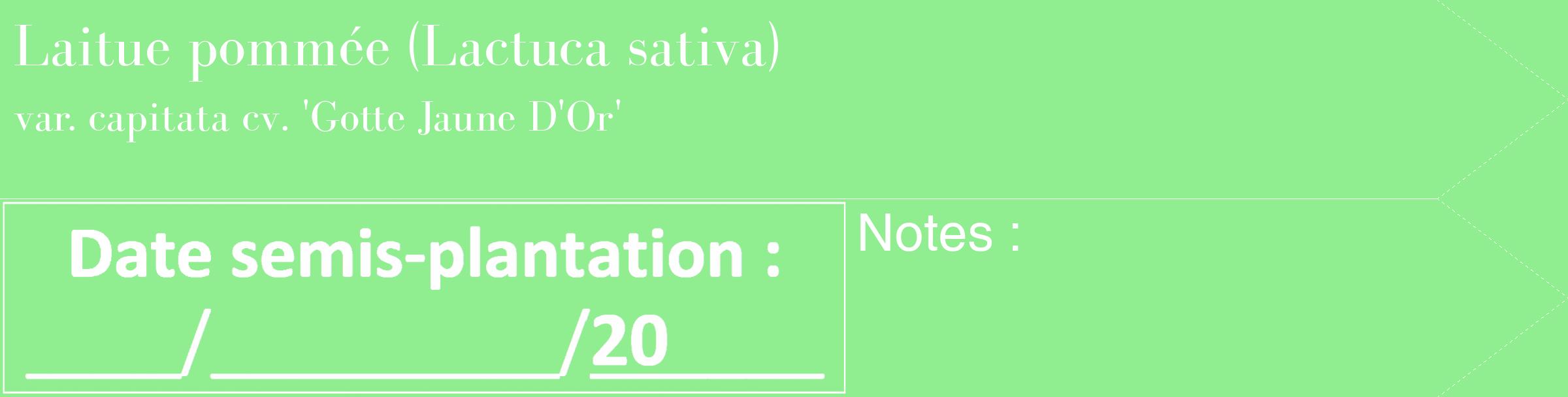 Étiquette de : Lactuca sativa var. capitata cv. 'Gotte Jaune D'Or' - format c - style blanche15_simple_simplebod avec comestibilité