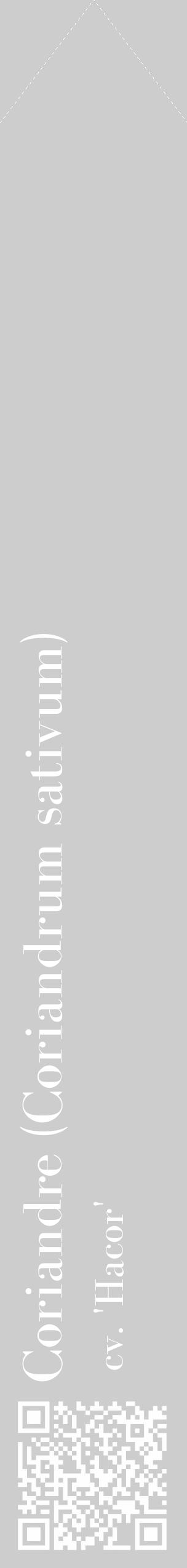 Étiquette de : Coriandrum sativum cv. 'Hacor' - format c - style blanche41_simple_simplebod avec qrcode et comestibilité - position verticale