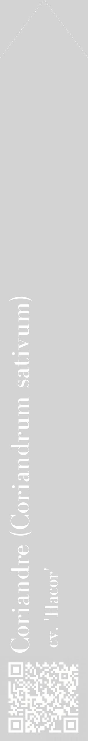 Étiquette de : Coriandrum sativum cv. 'Hacor' - format c - style blanche56_simplebod avec qrcode et comestibilité
