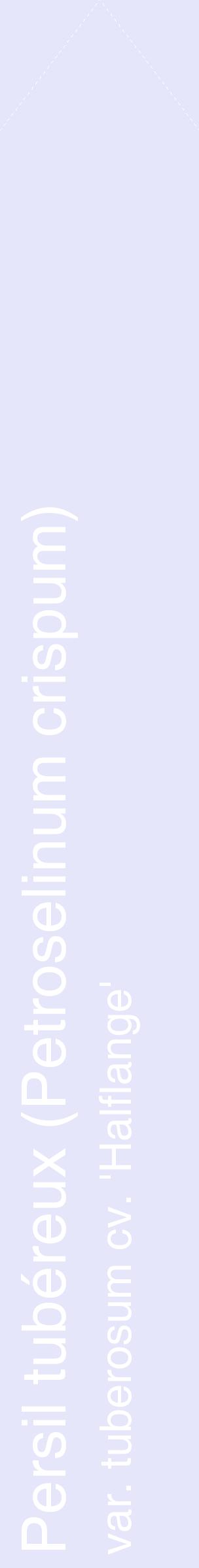 Étiquette de : Petroselinum crispum var. tuberosum cv. 'Halflange' - format c - style blanche55_simplehel avec comestibilité